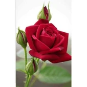 Yediveren Kırmızı Gül Fidanı Fidesi 15-25 cm thumbnail 2