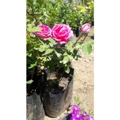 Saksılı Reçellik Kokulu Gerçek Isparta Gülü Fidanı 10-20 cm thumbnail 1