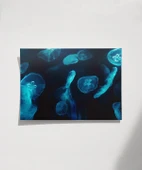 Deniz Hayvanları Poster thumbnail 7