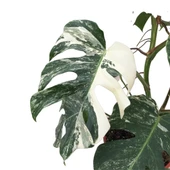 Monstera Deliciosa 'Albo Variegata' (Deve Tabanı) thumbnail 2