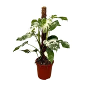 Monstera Deliciosa 'Albo Variegata' (Deve Tabanı) thumbnail 1