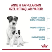 Royal Canin Mini Starter Anne ve Yavru Köpek Maması 4 Kg - 3