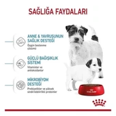 Royal Canin Mini Starter Anne ve Yavru Köpek Maması 4 Kg - 2