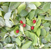 Kızılcık Kiren Yaprağı Bitki Çayı 40 G - 2