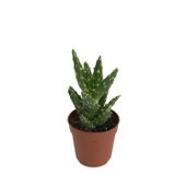 Aloe Mitriformis (Kaktüs) thumbnail 1