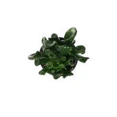 Crassula Ovata 'Golum' (Sukulent) thumbnail 2