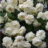 Quen Yediveren Kokulu Beyaz Sarmaşık Gül Fidanı 10-20 cm thumbnail 1