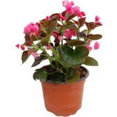 Begonia (Begonya Çiçeği) Pembe 10-20 cm thumbnail 1