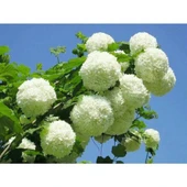 Kartopu Çiçeği Fidanı Fidesi 40-60 cm thumbnail 1