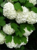 Kartopu Çiçeği Fidanı viburnum lucidum 40-60 cm thumbnail 3