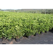 Lisudum Kartopu Çiçeği Fidanı Saksılı 40-60 cm thumbnail 4