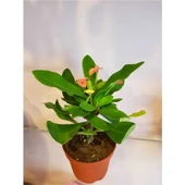 Dikenler Tacı Euphorbia Milli Fidanı 10-20 cm - 4