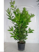 Yeşil Laurus Nobilis Defne Fidanı 20-30 Cm thumbnail 4