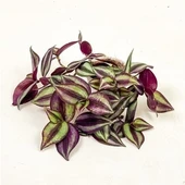 Yeşil Kahve Tradescantia Zebrina Telgraf Çiçeği Fidanı 10-20 cm - 1