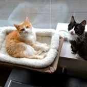 Litae Trend Kedi Pencere Yatağı thumbnail 4