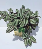 Yeşil Kahve Tradescantia Zebrina Telgraf Çiçeği Fidanı 10-20 cm - 4