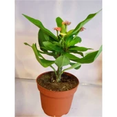 Dikenler Tacı Euphorbia Milli Fidanı 10-20 cm - 3