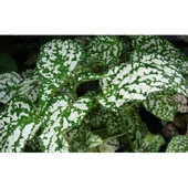 Hostes Çiçeği Beyaz Benek Hypoestes Phyllostachya 10-20 cm thumbnail 1