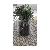 Koyu Mor Lavanta Fidanı 20 Adet 15-25 cm Intermedia thumbnail 2