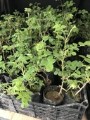 Geleneksel Kokulu Reçellik Pembe Isparta Yağ Gülü Fidanı 15-25 Cm thumbnail 2