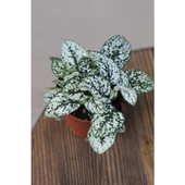 Hostes Çiçeği Beyaz Benek Hypoestes Phyllostachya 10-20 cm thumbnail 2