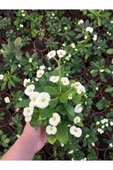 Dikenler Tacı Çiçekli  Milli (BEYAZ) 10-20 cm thumbnail 2