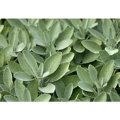 Aromatik Adaçayı Fidanı Fidesi Tüplü 15-25 cm (1 Adet) thumbnail 3