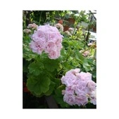 Karışık Renk Ceylangözü Sardunya Fidesi Fidanı 8.5 cm Saksıda thumbnail 4