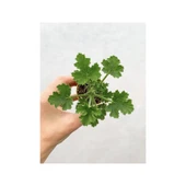 Karışık Renk Ceylangözü Sardunya Fidesi Fidanı 8.5 cm Saksıda thumbnail 3