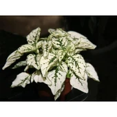 Hostes Çiçeği Beyaz Benek Hypoestes Phyllostachya 10-20 cm thumbnail 3