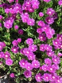 6 Lı Bitki Fidan Çiçek Seti Kabristan Mezarlık İçin 10-20 cm thumbnail 1