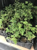 Geleneksel Kokulu Reçellik Pembe Isparta Yağ Gülü Fidanı 15-25 Cm thumbnail 3