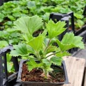 Ceylan Gözü Sardunya Çiçeği Mor 10-20 cm thumbnail 2