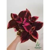 Alacalı Yaprak Güzeli Çiçeği 3 Adet Saksıda Kolyos Coleus 10-20 cm thumbnail 2