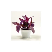 Tradescantia Purple Passion Mor Telgraf Çiçeği Fidanı 10-20 cm thumbnail 1