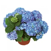 Mavi Ortanca Fidanı Fidesi Hydrangea Macrophylla 10-20 Cm thumbnail 4