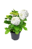 Saksılı Beyaz Ortanca Fidanı 10-20 Cm thumbnail 3