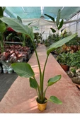 Starliçe Cennet Kuşu Strelitzia Nicolai 30-60 cm thumbnail 3