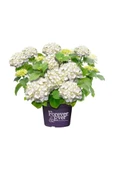 Saksılı Beyaz Ortanca Fidanı 10-20 Cm thumbnail 1