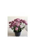 Kasımpatı Çiçeği Fidesi Pembe 10-20 cm thumbnail 3