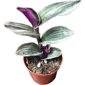 Tradescantia Zebrina Kaktüs Sukulent 10-20 cm thumbnail 2