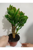 Bonsai Para Çiçeği Şans Çiçeği Bereket Çiçeği 10-20 cm thumbnail 3