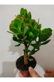 Bonsai Para Çiçeği Şans Çiçeği Bereket Çiçeği 10-20 cm thumbnail 2