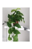 Salon Sarmaşığı Pothos Çiçeği Patos Çiçeği 10-20 cm thumbnail 1