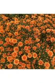 Kasımpatı Saksı’da (chrysanthemum) Turuncu Renk 10-20 cm thumbnail 2