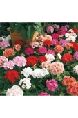 Parlak Kırmızı Canan Sardunya Fidesi Pelargonium Aristo 10-20 Cm thumbnail 1