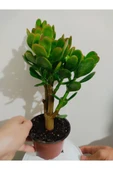 Bonsai Para Çiçeği Şans Çiçeği Bereket Çiçeği 10-20 cm thumbnail 4