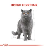 Royal Canin British Shorthair Adult Yetişkin Kedi Maması - 7