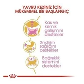 Royal Canin British Shorthair Kitten Yavru Kedi Maması thumbnail 3