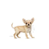 Royal Canin Chihuahua Junior Yavru Köpek Maması - 7